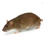 Business 7 image PESTUK (BLACKWATER VALLEY) Pest & Vermin Control Services in Farnham Su