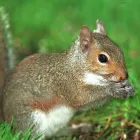 Business 8 image PESTUK (BLACKWATER VALLEY) Pest & Vermin Control Services in Farnham Su