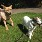 Business 4 image PET COMPANION UK Pets & Animals in Bolton Gr