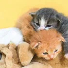 Business 1 image PET KINGS SUPPLY Pets & Animals in Aberdeen Ab