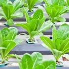 Business 2 image PRO GREEN LIVERPOOL Plant Nurseries & Garden Centres in Bootle Me