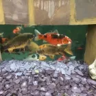 Business 62 image PRO PAVING Paving & Driveway Contractors in Southend On Sea Es