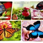 Business 68 image PSYCHIC LOVERS Shopping & Retail in Birmingham We