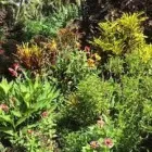 Business 5 image RICHARDSONS GARDEN MAINTENANCE Trees & Shrubs in SALE Ch