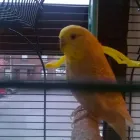 Business 1 image ROWLANDS PHARMACY Pharmacies in Horwich La