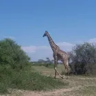 Business 13 image SAFARI TIME AFRICA LTD Travel Agents in Derby De