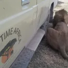 Business 20 image SAFARI TIME AFRICA LTD Travel Agents in Derby De