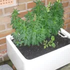 Business 21 image SHU SHU Shoe Shops in Pinner Mi