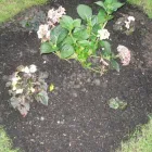 Business 33 image SHU SHU Shoe Shops in Pinner Mi