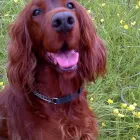 Business 1 image SIMPLY THE PETS Pet Services in South Croydon Su