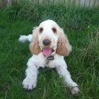 Business 2 image SIMPLY THE PETS Pet Services in South Croydon Su