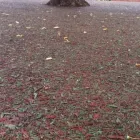 Business 2 image SOFT SURFACES LTD Turf Suppliers in Wilmslow Ch