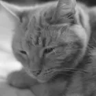 Business 1 image SOUTH MANCHESTER PET CARE Pets & Animals in Manchester Gr