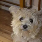 Business 2 image SOUTH MANCHESTER PET CARE Pets & Animals in Manchester Gr