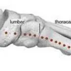 Business 1 image SOUTHEND REFLEXOLOGY AND FERTILITY Stress Management in Southend On Sea Es