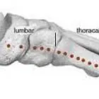 Business 2 image SOUTHEND REFLEXOLOGY AND FERTILITY Stress Management in Southend On Sea Es