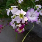 Business 2 image STRATEGIC BUSINESS ANALYSIS LTD Management & Business Consultants in Farnham Su