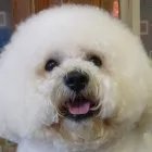 Business 4 image SUAVE LIVINGROOM Hairdressers in Croydon Su