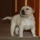 Business 7 image SUNNYSIDE STORES Grocers & Convenience Stores in WISHAW La