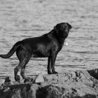 Business 8 image SUNNYSIDE STORES Grocers & Convenience Stores in WISHAW La