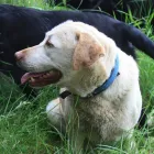 Business 10 image SUNNYSIDE STORES Grocers & Convenience Stores in WISHAW La