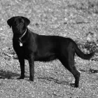 Business 11 image SUNNYSIDE STORES Grocers & Convenience Stores in WISHAW La
