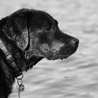 Business 1 image SUNNYSIDE STORES Grocers & Convenience Stores in WISHAW La