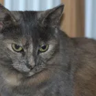 Business 5 image SUNNYSIDE STORES Grocers & Convenience Stores in WISHAW La