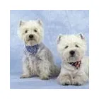 Business 1 image TEACHERS FIRST LLP Educational Services in Stockport Ch