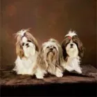 Business 2 image TEACHERS FIRST LLP Educational Services in Stockport Ch