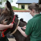 Business 2 image THE DONKEY SANCTUARY MANCHESTER Pets & Animals in Manchester Gr