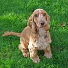 Business 1 image THE ENTERPRISE SHOP Charity Shops in London Gr