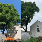 Business 2 image THE GLASGOW TREE SURGEON Tree Services in Glasgow Glg