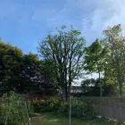 Business 3 image THE GLASGOW TREE SURGEON Tree Services in Glasgow Glg