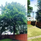 Business 5 image THE GLASGOW TREE SURGEON Tree Services in Glasgow Glg