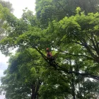 Business 6 image THE GLASGOW TREE SURGEON Tree Services in Glasgow Glg