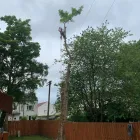 Business 8 image THE GLASGOW TREE SURGEON Tree Services in Glasgow Glg
