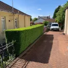 Business 9 image THE GLASGOW TREE SURGEON Tree Services in Glasgow Glg