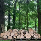 Business 11 image THE GLASGOW TREE SURGEON Tree Services in Glasgow Glg