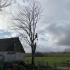 Business 13 image THE GLASGOW TREE SURGEON Tree Services in Glasgow Glg