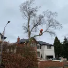 Business 14 image THE GLASGOW TREE SURGEON Tree Services in Glasgow Glg