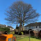 Business 15 image THE GLASGOW TREE SURGEON Tree Services in Glasgow Glg