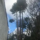 Business 17 image THE GLASGOW TREE SURGEON Tree Services in Glasgow Glg