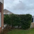 Business 18 image THE GLASGOW TREE SURGEON Tree Services in Glasgow Glg