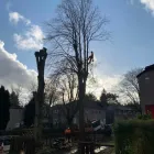 Business 20 image THE GLASGOW TREE SURGEON Tree Services in Glasgow Glg