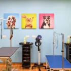 Business 3 image THE GROOM ROOM FARNHAM Pets & Animals in Farnham Su