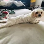 Business 2 image THE HOUND HOUSE Pets & Animals in Manchester Gr