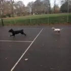 Business 6 image THE HOUND HOUSE Pets & Animals in Manchester Gr