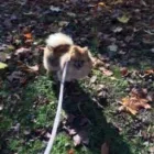 Business 9 image THE HOUND HOUSE Pets & Animals in Manchester Gr