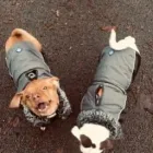 Business 10 image THE HOUND HOUSE Pets & Animals in Manchester Gr